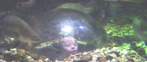 Jacob, age 6, watching fish in the Melbourne Aquarium - Most kids, including kids with Down Syndrome, would love dolphin therapy.